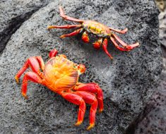 How To Dispel Negativity? The Crab Factor!