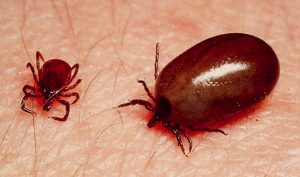 Ticks get onto your skin, and feel like they are under your skin. Tics are similarly bothersome. 